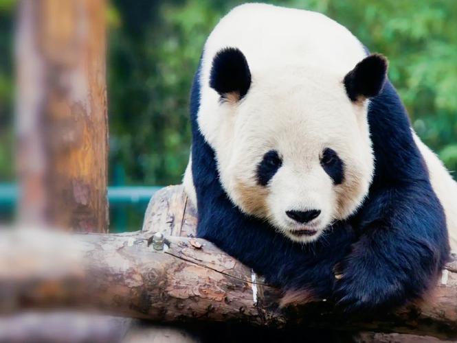 Tiananmen Square+Forbidden City+Beijing 